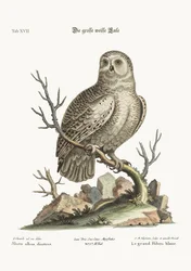 The Great White Owl
